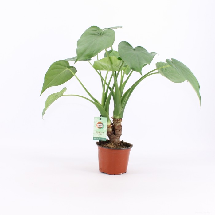 DeBlock Alocasia Cucullata op stam - 2 stuks 40 cm DeBlock Alocasia Cucullata op stam - 2 stuks 40 cm