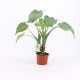 DeBlock Alocasia Cucullata op stam - 2 stuks 40 cm DeBlock Alocasia Cucullata op stam - 2 stuks 40 cm