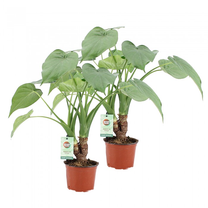 DeBlock Alocasia Cucullata op stam - 2 stuks 40 cm DeBlock Alocasia Cucullata op stam - 2 stuks 40 cm
