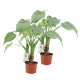 DeBlock Alocasia Cucullata op stam - 2 stuks 40 cm DeBlock Alocasia Cucullata op stam - 2 stuks 40 cm
