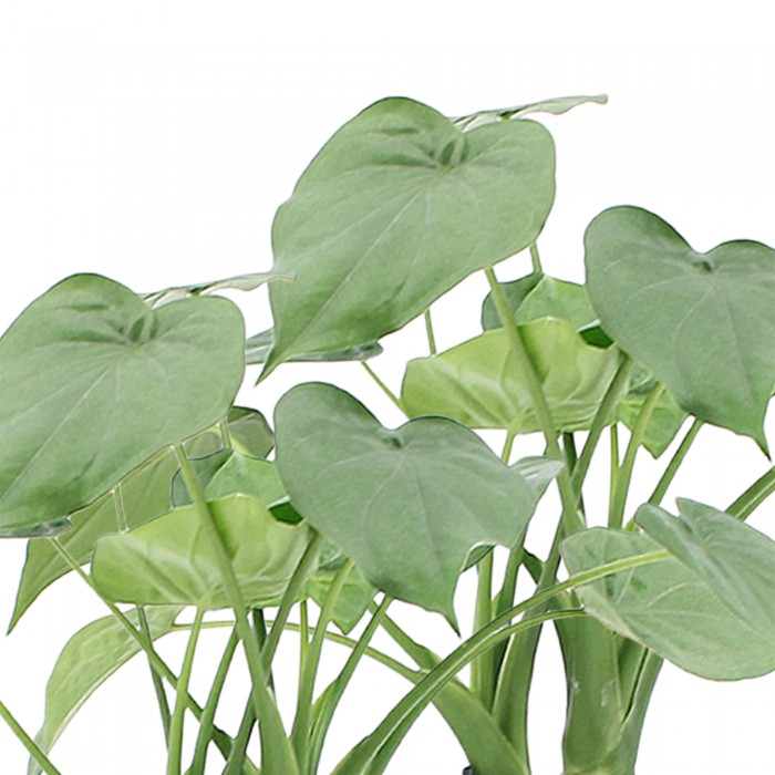 DeBlock Alocasia Cucullata op stam - 2 stuks 40 cm DeBlock Alocasia Cucullata op stam - 2 stuks 40 cm