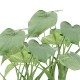 DeBlock Alocasia Cucullata op stam - 2 stuks 40 cm DeBlock Alocasia Cucullata op stam - 2 stuks 40 cm
