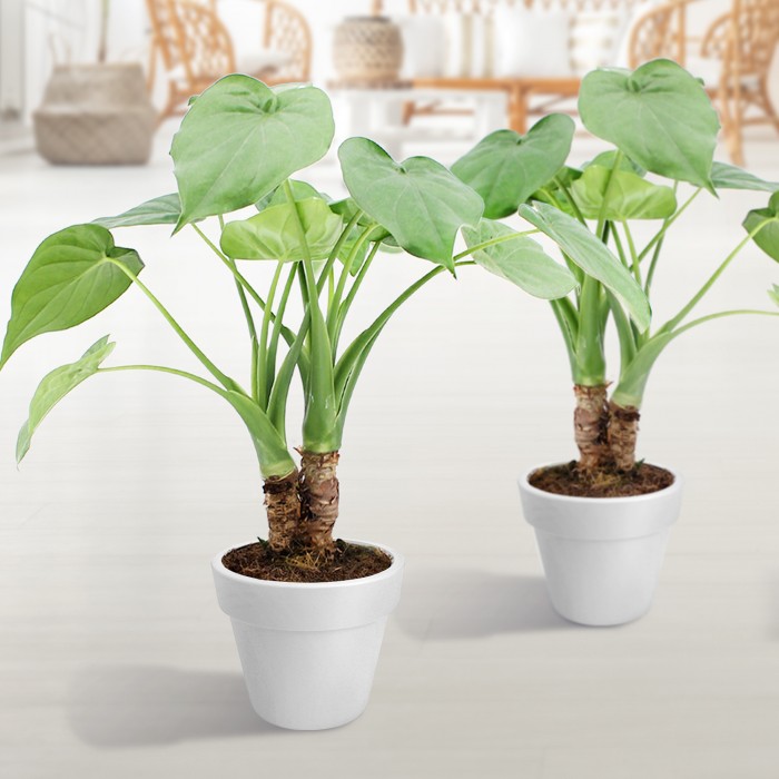 DeBlock Alocasia Cucullata op stam - 2 stuks 40 cm DeBlock Alocasia Cucullata op stam - 2 stuks 40 cm