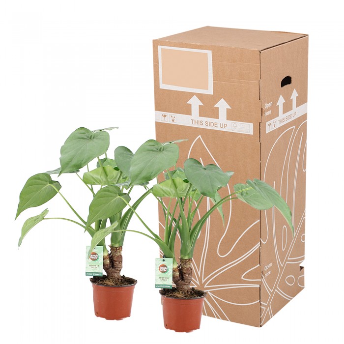 DeBlock Alocasia Cucullata op stam - 2 stuks 40 cm DeBlock Alocasia Cucullata op stam - 2 stuks 40 cm