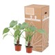 DeBlock Alocasia Cucullata op stam - 2 stuks 40 cm DeBlock Alocasia Cucullata op stam - 2 stuks 40 cm