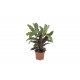 DeBlock Calathea Rufibarba - 3 stuks 30 cm DeBlock Calathea Rufibarba - 3 stuks 30 cm