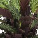 DeBlock Calathea Rufibarba - 3 stuks 30 cm DeBlock Calathea Rufibarba - 3 stuks 30 cm