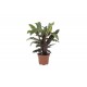 DeBlock Calathea Rufibarba - 3 stuks 30 cm DeBlock Calathea Rufibarba - 3 stuks 30 cm
