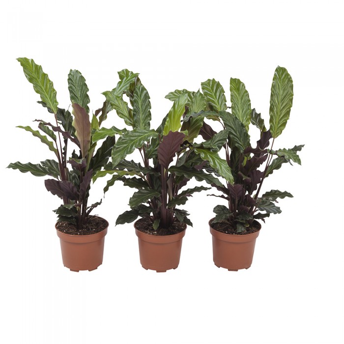 DeBlock Calathea Rufibarba - 3 stuks 30 cm DeBlock Calathea Rufibarba - 3 stuks 30 cm