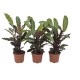 DeBlock Calathea Rufibarba - 3 stuks 30 cm DeBlock Calathea Rufibarba - 3 stuks 30 cm