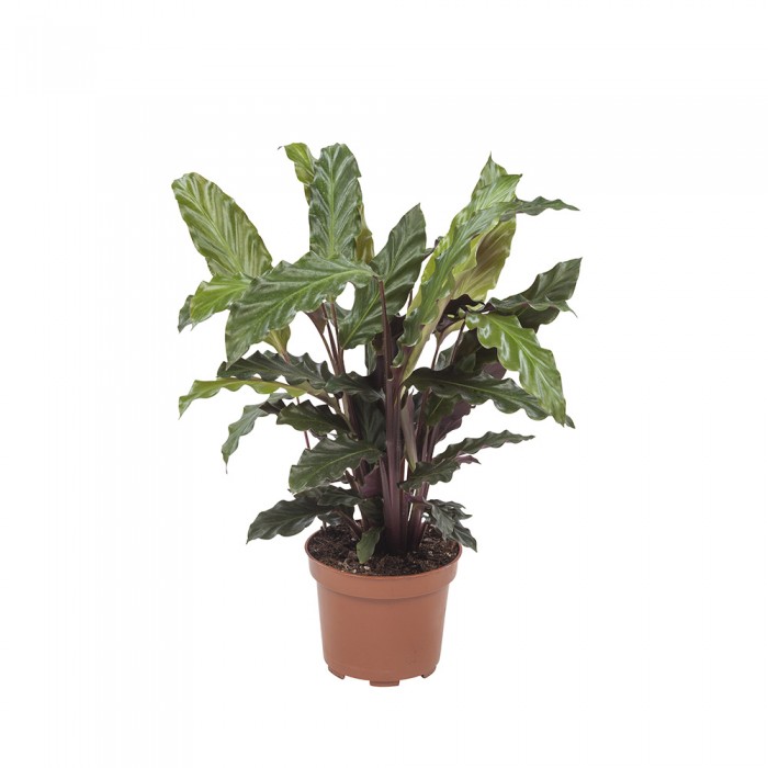 DeBlock Calathea Rufibarba - 3 stuks 30 cm DeBlock Calathea Rufibarba - 3 stuks 30 cm