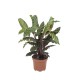 DeBlock Calathea Rufibarba - 3 stuks 30 cm DeBlock Calathea Rufibarba - 3 stuks 30 cm