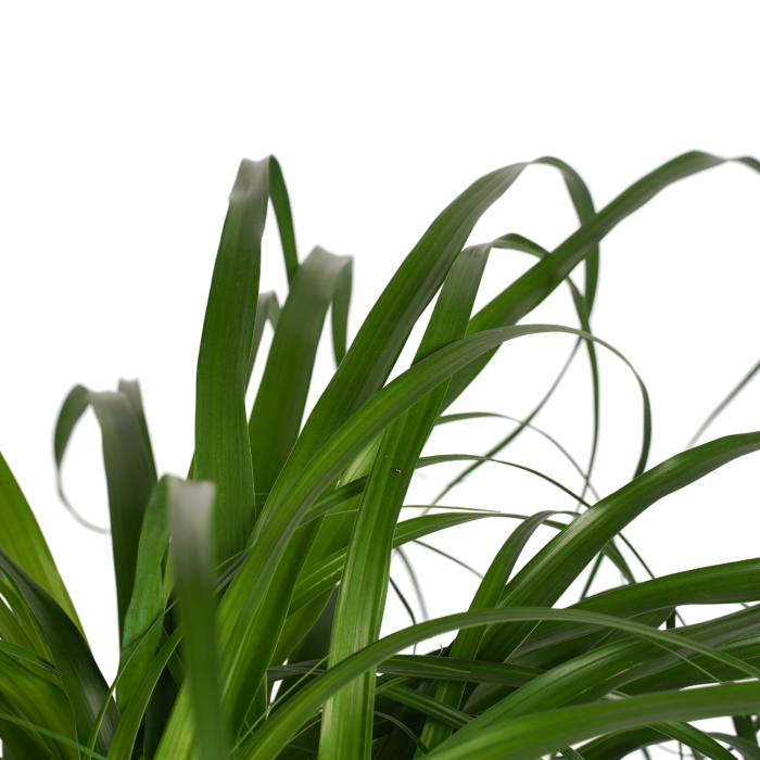 DeBlock Decorum Beaucarnea Recht 90 cm DeBlock Decorum Beaucarnea Recht 90 cm