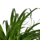 DeBlock Decorum Beaucarnea Recht 90 cm DeBlock Decorum Beaucarnea Recht 90 cm