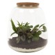 DeBlock Plant Puzzle Discover the World Ecosysteem - 25 cm DeBlock Plant Puzzle Discover the World Ecosysteem - 25 cm
