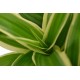DeBlock Plant Puzzle Discover the World Ecosysteem - 25 cm DeBlock Plant Puzzle Discover the World Ecosysteem - 25 cm