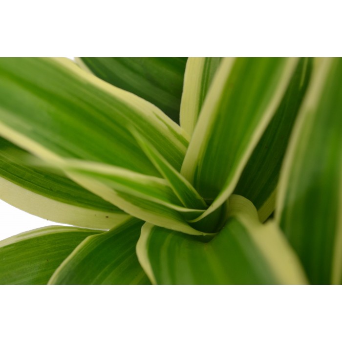 DeBlock Plant Puzzle Discover the World Ecosysteem - 25 cm DeBlock Plant Puzzle Discover the World Ecosysteem - 25 cm