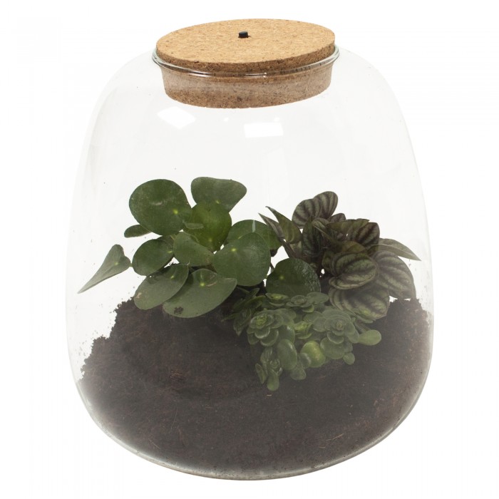 DeBlock Plant Puzzel Discover the World Ecosysteem met verlichting - 25 cm DeBlock Plant Puzzel Discover the World Ecosysteem met verlichting - 25 cm