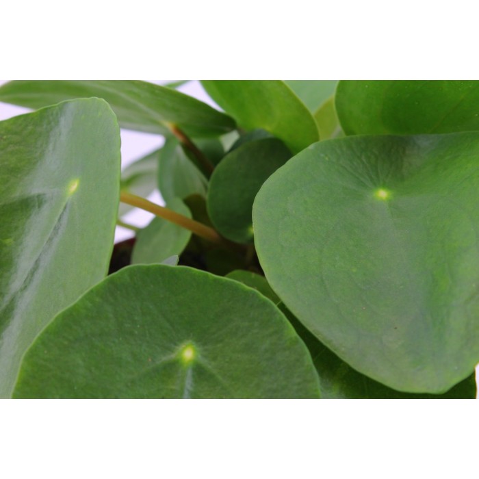 DeBlock Plant Puzzel Discover the World Ecosysteem met verlichting - 25 cm DeBlock Plant Puzzel Discover the World Ecosysteem met verlichting - 25 cm