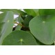 DeBlock Plant Puzzel Discover the World Ecosysteem met verlichting - 25 cm DeBlock Plant Puzzel Discover the World Ecosysteem met verlichting - 25 cm