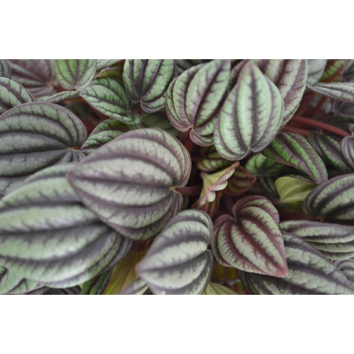 DeBlock Plant Puzzel Discover the World Ecosysteem met verlichting - 25 cm DeBlock Plant Puzzel Discover the World Ecosysteem met verlichting - 25 cm