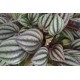 DeBlock Plant Puzzel Discover the World Ecosysteem met verlichting - 25 cm DeBlock Plant Puzzel Discover the World Ecosysteem met verlichting - 25 cm