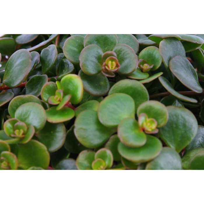 DeBlock Plant Puzzel Discover the World Ecosysteem met verlichting - 25 cm DeBlock Plant Puzzel Discover the World Ecosysteem met verlichting - 25 cm
