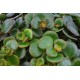 DeBlock Plant Puzzel Discover the World Ecosysteem met verlichting - 25 cm DeBlock Plant Puzzel Discover the World Ecosysteem met verlichting - 25 cm