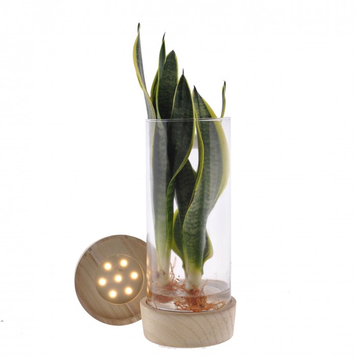 DeBlock Sanserveria in Cylinderglas + Led-verlichting - 25 cm DeBlock Sanserveria in Cylinderglas + Led-verlichting - 25 cm