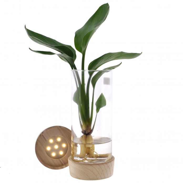 DeBlock Strelizia in cylinderglas + Led-verlichting - paradijsvogelbloem - 25 cm DeBlock Strelizia in cylinderglas + Led-verlichting - paradijsvogelbloem - 25 cm