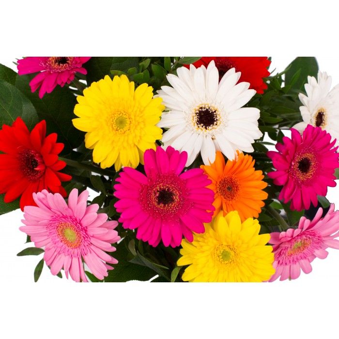 DeBlock Gerbo klein 12 gerbera's boeket - 55 cm DeBlock Gerbo klein 12 gerbera's boeket - 55 cm