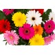 DeBlock Gerbo klein 12 gerbera's boeket - 55 cm DeBlock Gerbo klein 12 gerbera's boeket - 55 cm