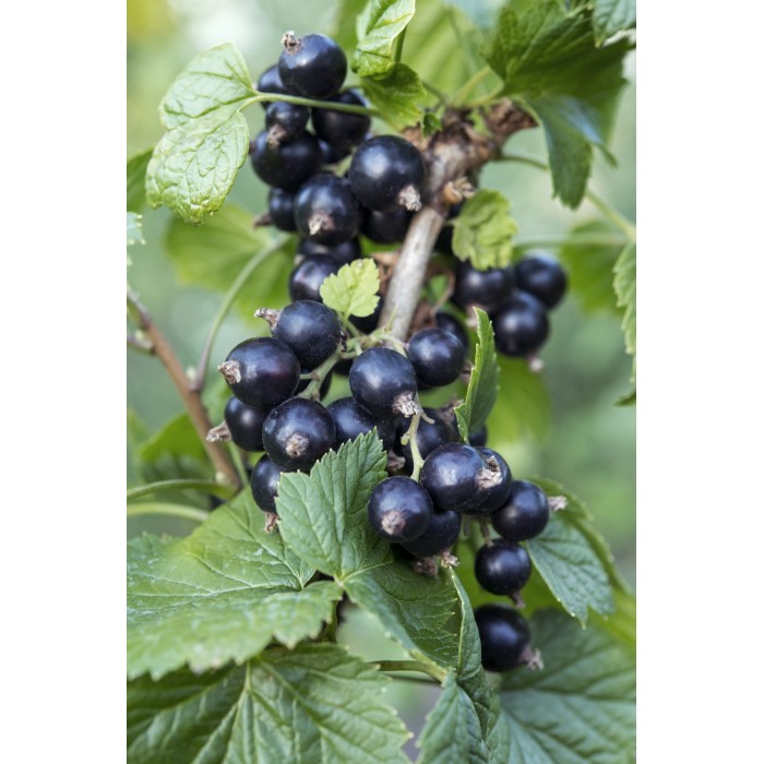 DeBlock Aalbes Ribes Nigrum Ben Nevis Bio Tasty Green - 55 cm DeBlock Aalbes Ribes Nigrum Ben Nevis Bio Tasty Green - 55 cm