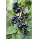 DeBlock Aalbes Ribes Nigrum Ben Nevis Bio Tasty Green - 55 cm DeBlock Aalbes Ribes Nigrum Ben Nevis Bio Tasty Green - 55 cm