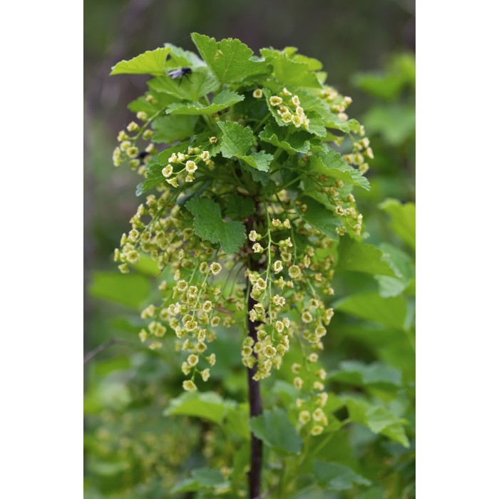 DeBlock Aalbes Ribes Nigrum Ben Nevis Bio Tasty Green - 55 cm DeBlock Aalbes Ribes Nigrum Ben Nevis Bio Tasty Green - 55 cm