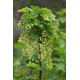 DeBlock Aalbes Ribes Nigrum Ben Nevis Bio Tasty Green - 55 cm DeBlock Aalbes Ribes Nigrum Ben Nevis Bio Tasty Green - 55 cm