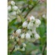 DeBlock Amerikaanse bosbes Tasty Green - 55 cm DeBlock Amerikaanse bosbes Tasty Green - 55 cm