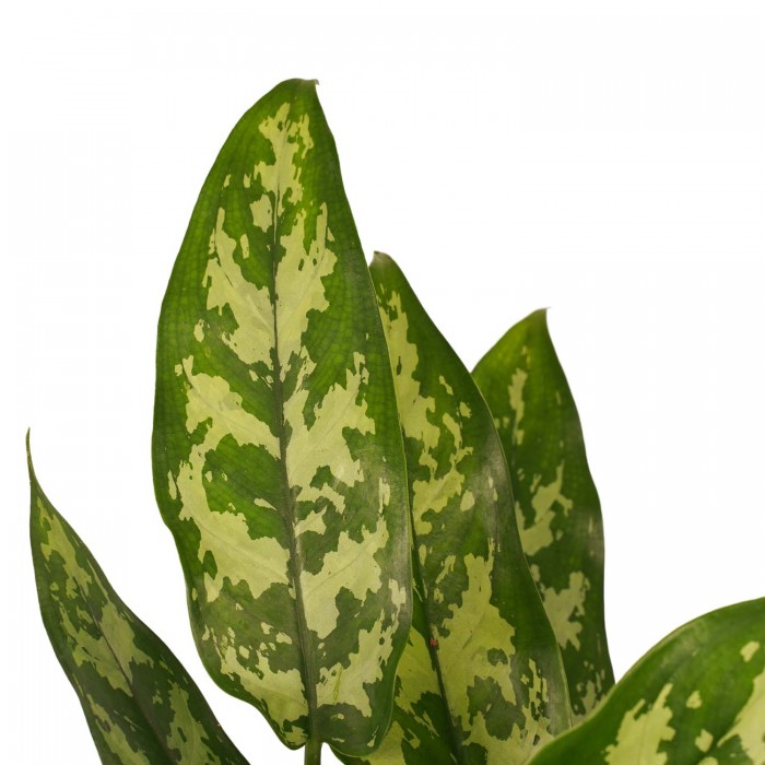 DeBlock Aglaonema Maria en Aglaonema Crete - 2 stuks met grijze sierpotten - 25 cm DeBlock Aglaonema Maria en Aglaonema Crete - 2 stuks met grijze sierpotten - 25 cm