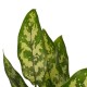DeBlock Aglaonema Maria en Aglaonema Crete - 2 stuks met grijze sierpotten - 25 cm DeBlock Aglaonema Maria en Aglaonema Crete - 2 stuks met grijze sierpotten - 25 cm