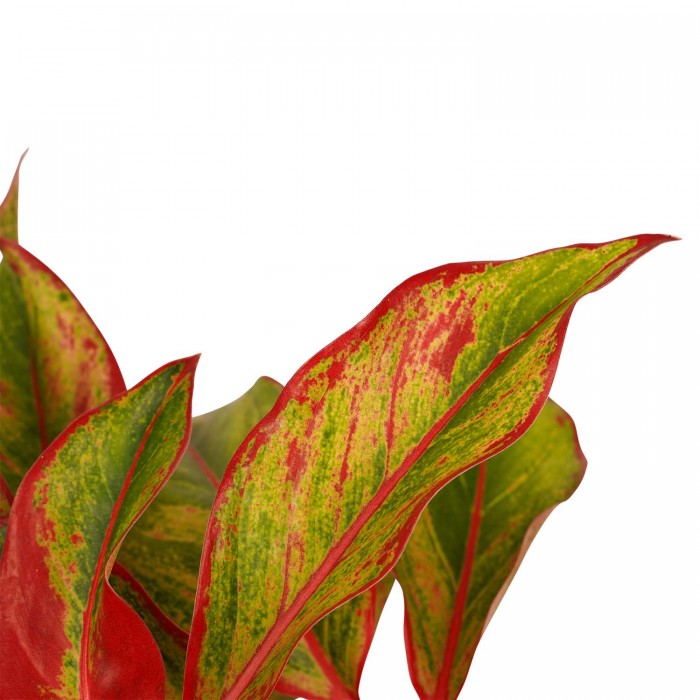 DeBlock Aglaonema Maria en Aglaonema Crete - 2 stuks met grijze sierpotten - 25 cm DeBlock Aglaonema Maria en Aglaonema Crete - 2 stuks met grijze sierpotten - 25 cm