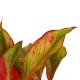 DeBlock Aglaonema Maria en Aglaonema Crete - 2 stuks met grijze sierpotten - 25 cm DeBlock Aglaonema Maria en Aglaonema Crete - 2 stuks met grijze sierpotten - 25 cm