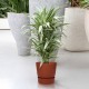 DeBlock Dracaena Warneckei in Elho Greenville pot rood - 120 cm DeBlock Dracaena Warneckei in Elho Greenville pot rood - 120 cm