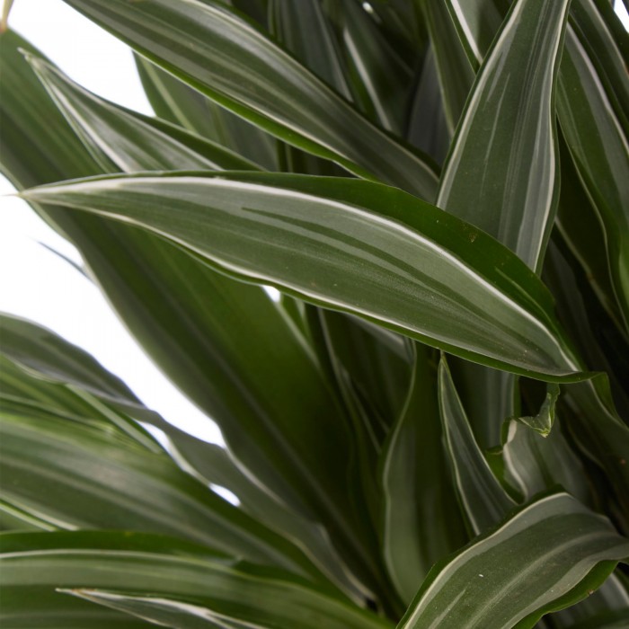 DeBlock Dracaena Warneckei in Elho Greenville pot rood - 120 cm DeBlock Dracaena Warneckei in Elho Greenville pot rood - 120 cm
