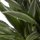 DeBlock Dracaena Warneckei in Elho Greenville pot rood - 120 cm DeBlock Dracaena Warneckei in Elho Greenville pot rood - 120 cm