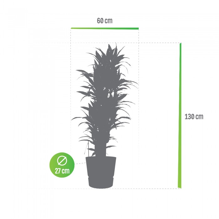 DeBlock Dracaena Warneckei in Elho Greenville pot rood - 120 cm DeBlock Dracaena Warneckei in Elho Greenville pot rood - 120 cm