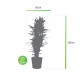 DeBlock Dracaena Warneckei in Elho Greenville pot rood - 120 cm DeBlock Dracaena Warneckei in Elho Greenville pot rood - 120 cm