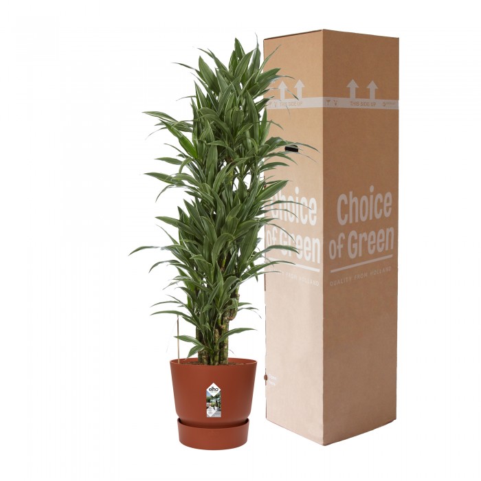 DeBlock Dracaena Warneckei in Elho Greenville pot rood - 120 cm DeBlock Dracaena Warneckei in Elho Greenville pot rood - 120 cm