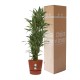 DeBlock Dracaena Warneckei in Elho Greenville pot rood - 120 cm DeBlock Dracaena Warneckei in Elho Greenville pot rood - 120 cm