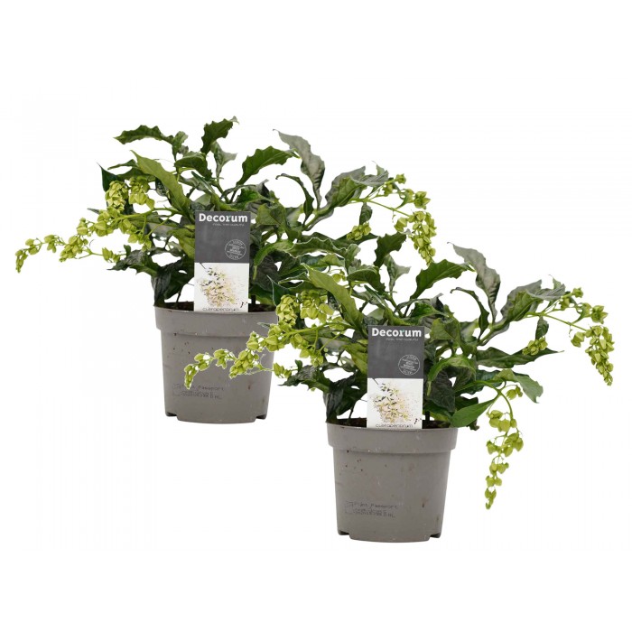 DeBlock 2 stuks Clerodendrum prospero - Kansenboom - 35 cm DeBlock 2 stuks Clerodendrum prospero - Kansenboom - 35 cm