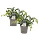 DeBlock 2 stuks Clerodendrum prospero - Kansenboom - 35 cm DeBlock 2 stuks Clerodendrum prospero - Kansenboom - 35 cm